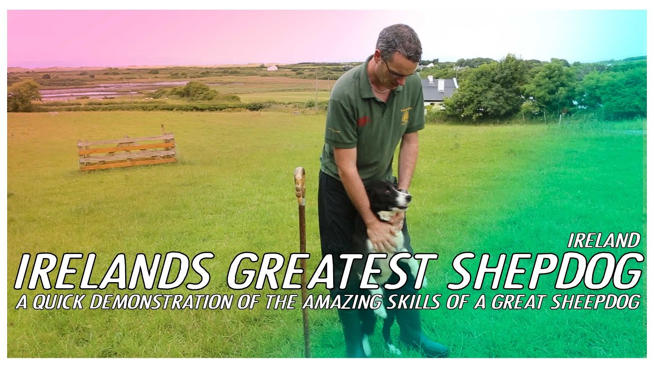 Ireland's Best Sheepdog: Meet Jack along the Wild Atlantic Way.