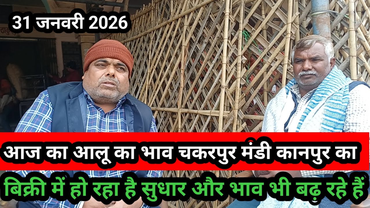 आज का आलू का भाव चकरपुर मंडी कानपुर का 31 जनवरी 2026