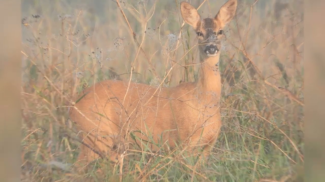 Wildlife | Nikon cameras | FeiyuTech | Ruislip Woods | Roe deers | fawns | Kestrels |