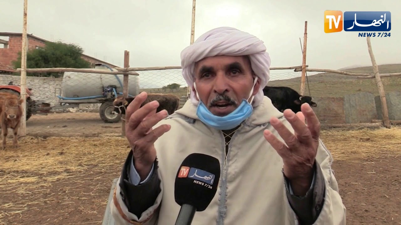 المدية: الدرك يسترجع 31 رأسا من الماشية.. والنهار تشارك عمي عبد الرحمان فرحته