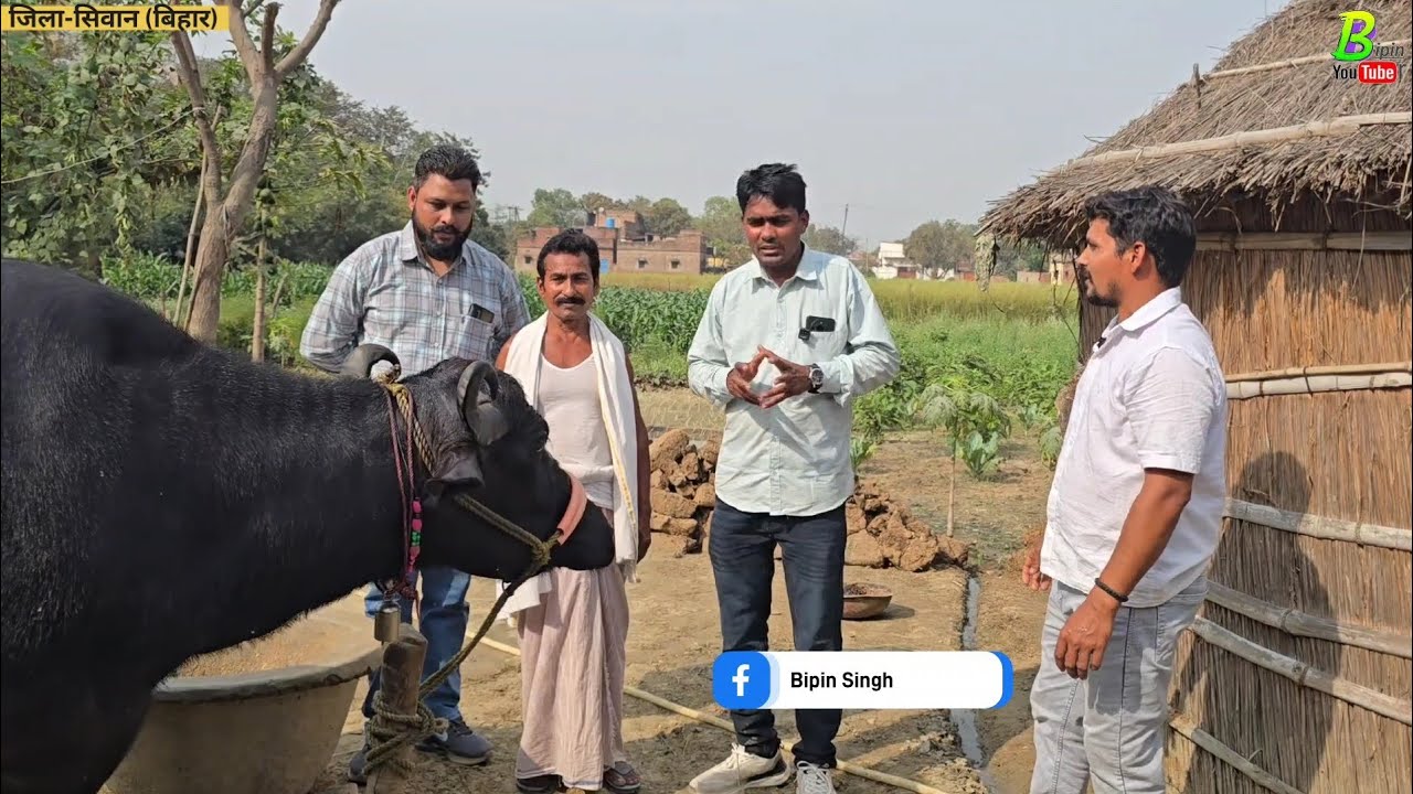 #सिवाना जिला मे कुशवाहा जी के यहां ताजी बयाई #भैंस बिकाऊ है | Buffalo for Sale in Bihar | Bhains