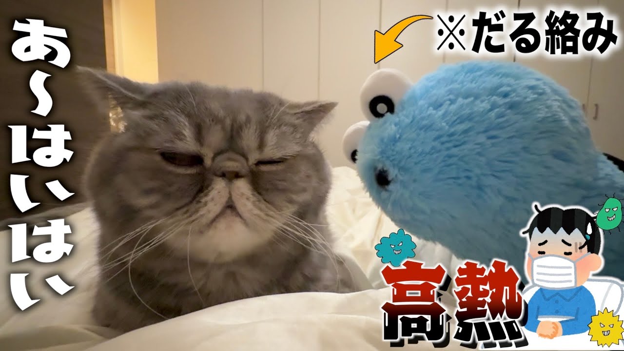 ”体調が悪いアピール”をしてくる飼い主にめんどくさそうに付き合う猫ww