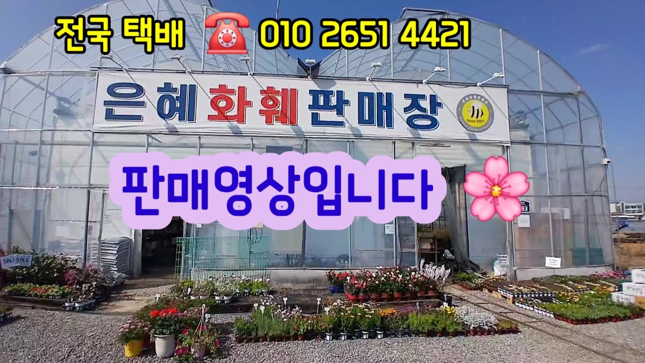 #은혜화훼판매장 🌸경기도. 고양시 일산동구 원당로483/사리현동14ㅡ4 ☎️ 010 2651 4421 #야생화전문 #전국택배전문 