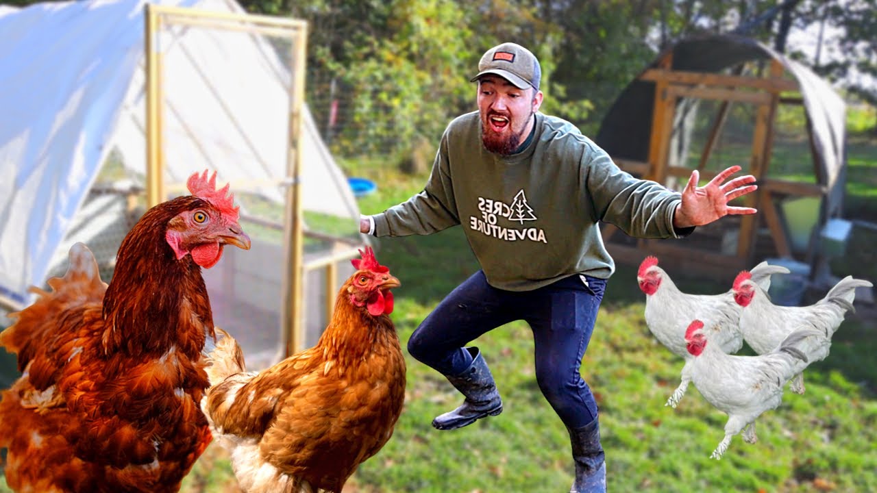 We Need To SPLIT UP These CHICKENS!