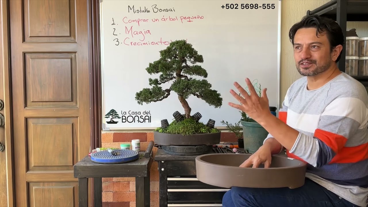 Errores de Principiantes en el Bonsai