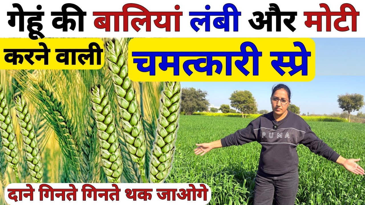 गेहूं में चमत्कारी स्प्रे 😲बालियां लंबी होगी | gehu ki bali lambi kaise kare | Gehu ki kheti | npk