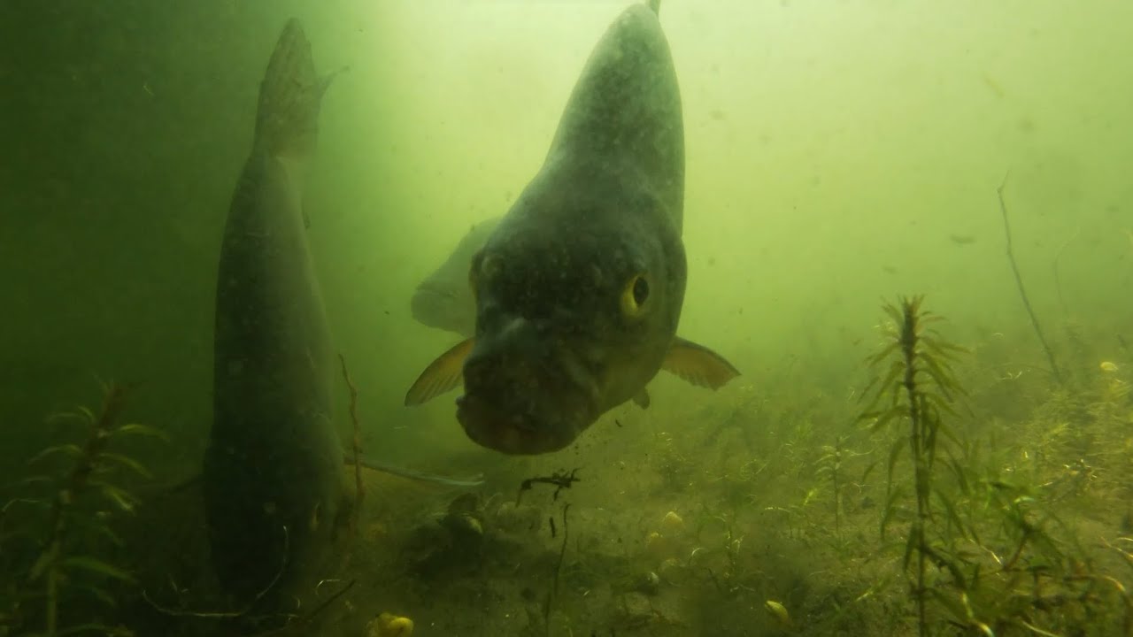 Shoal of bream underwater video - Stim av braxen undervattensvideo