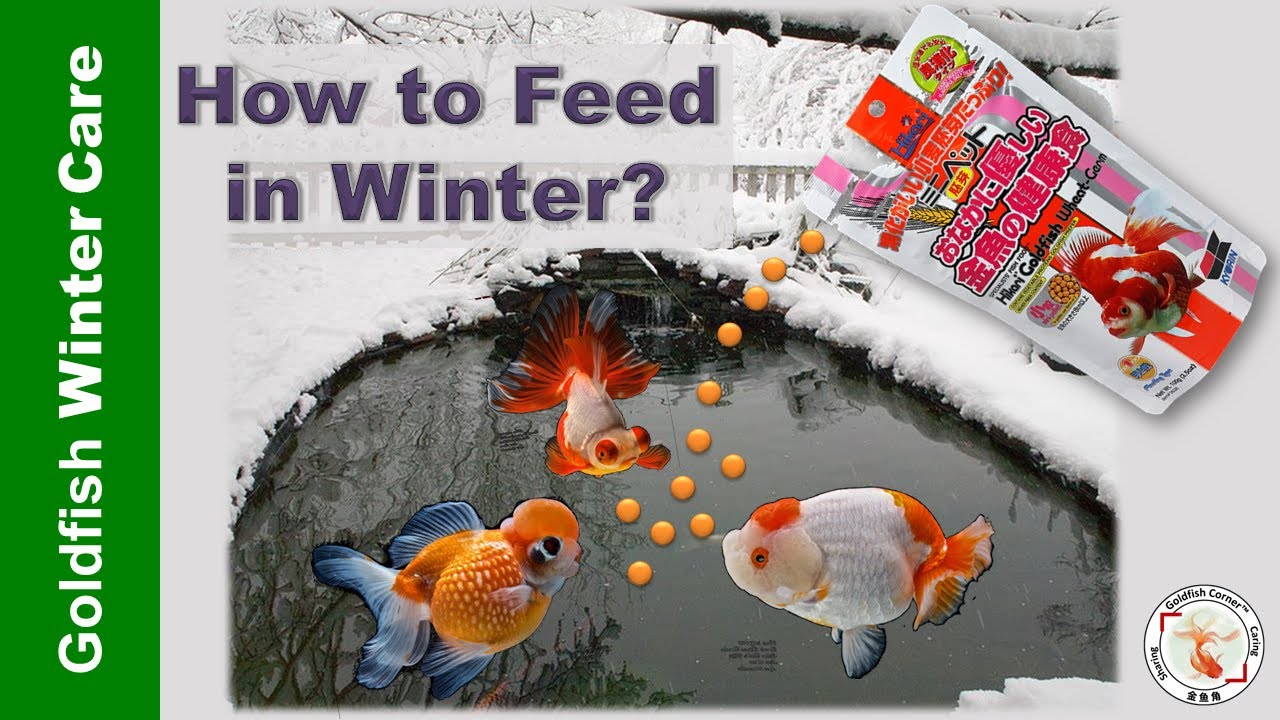 How to Feed Goldfish in Cold Weather | Goldfish Winter Care Series 1👉