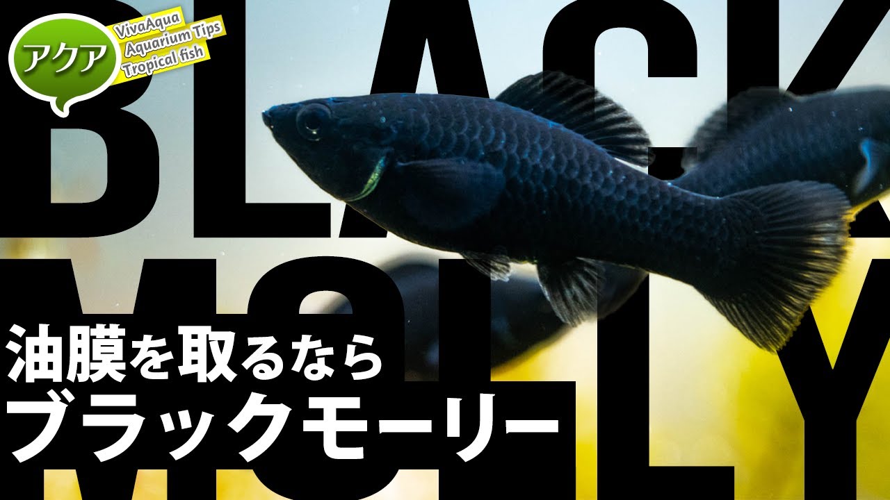 油膜取り最強生体ブラックモーリー #アクアリウム 【ビバアクア】