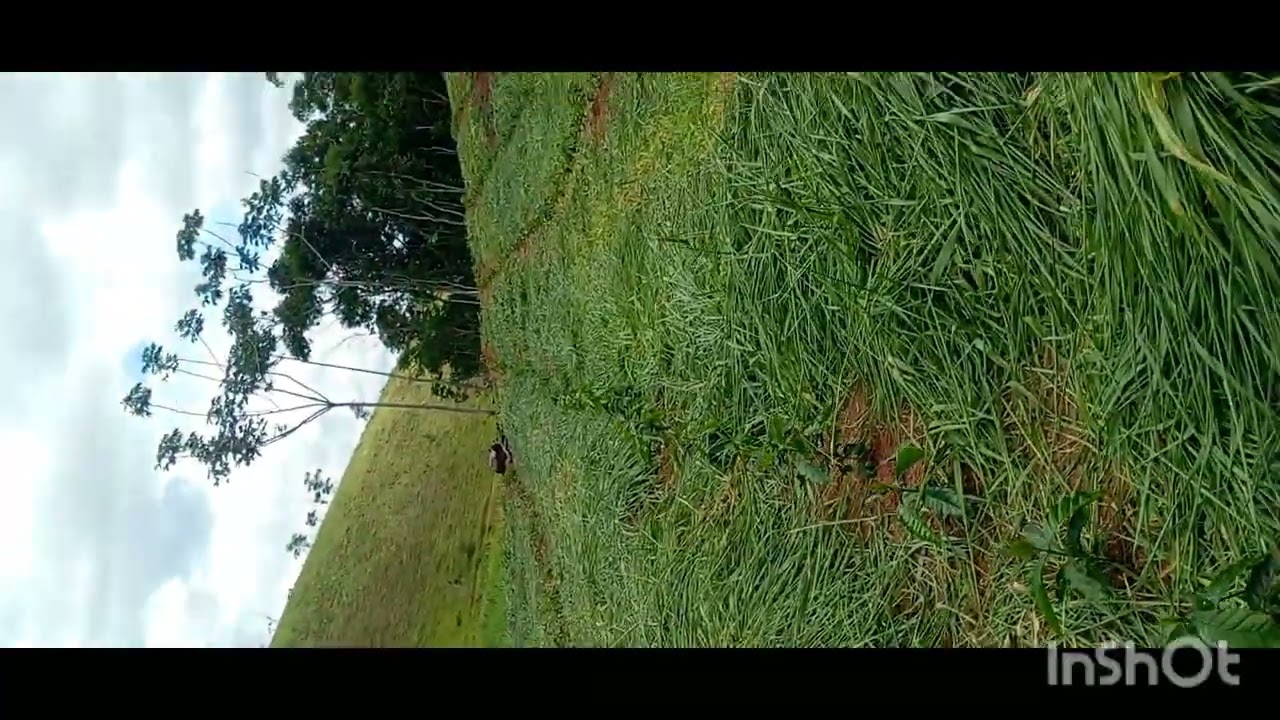 Roçei pois se deixa prejudica o cafe#agro$rocadeira#cafe