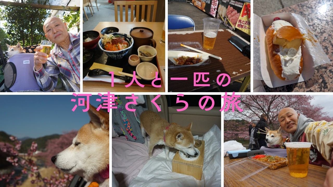 ２０２６　２月１６日～２０日　ほぼ満開の河津さくらまつりに豆柴の「くりきんとん」さんと車中泊で出掛けて来ました