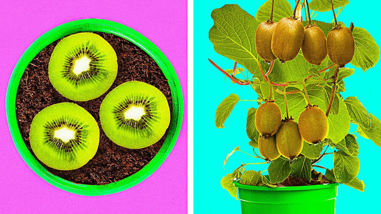 Cómo convertir tus sobras en plantas hermosas para tu hogar