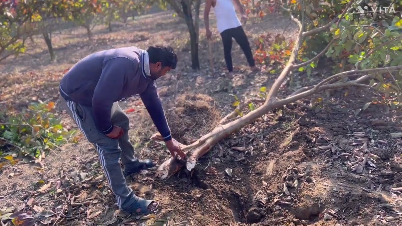 Naakh de baag vicho Amrood de boote Kadde!! Remove Guavas 🌴 from pear baag 06/02/2016