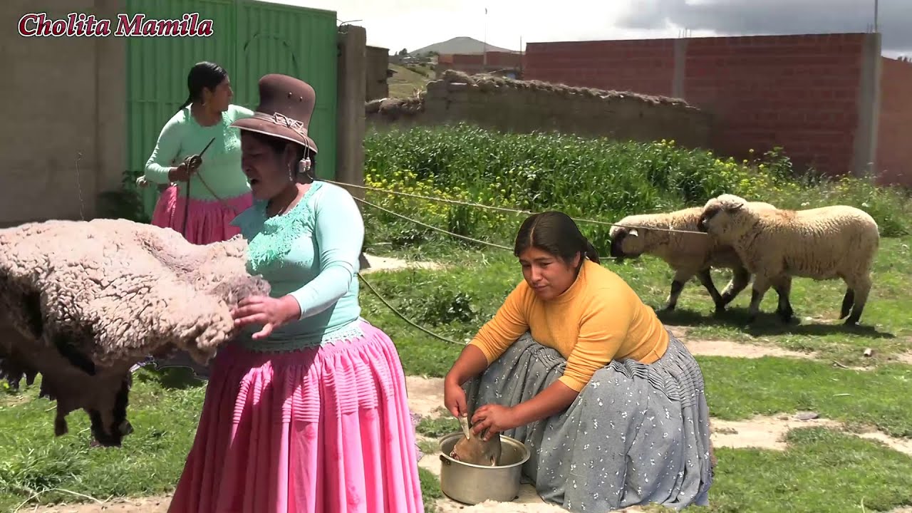cuando tus obejas desaparecen y resulta que tu vecina se la comio -cholita mamila
