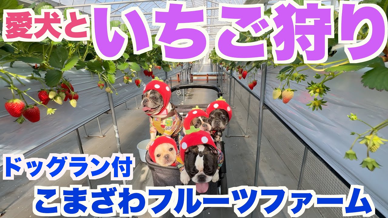 愛犬と一緒にいちご狩り 美味しい！ 【 フレンチブルドッグ french_bulldog 】ドッグラン付きのいちご狩り