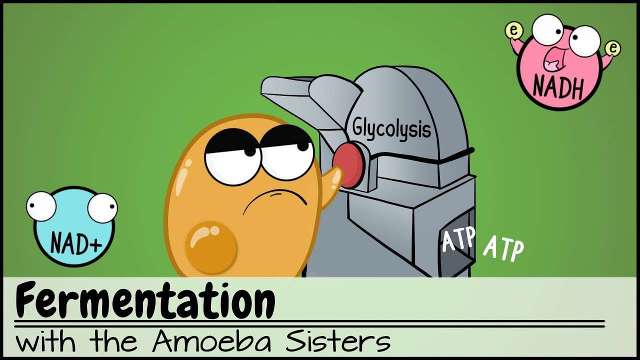 Fermentation