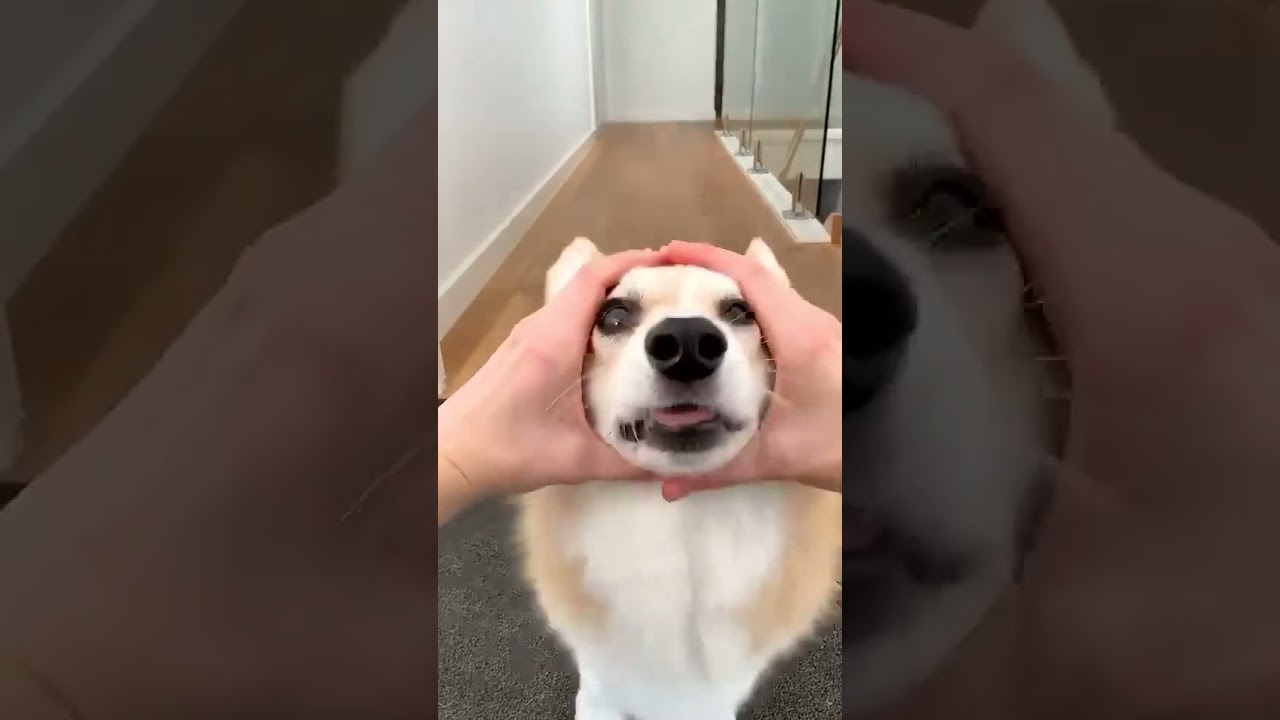 #corgi #funny #ilovegadgets #catcomedy #cat #gadgests #catentertainment #cute #gigagadgets #catvideo