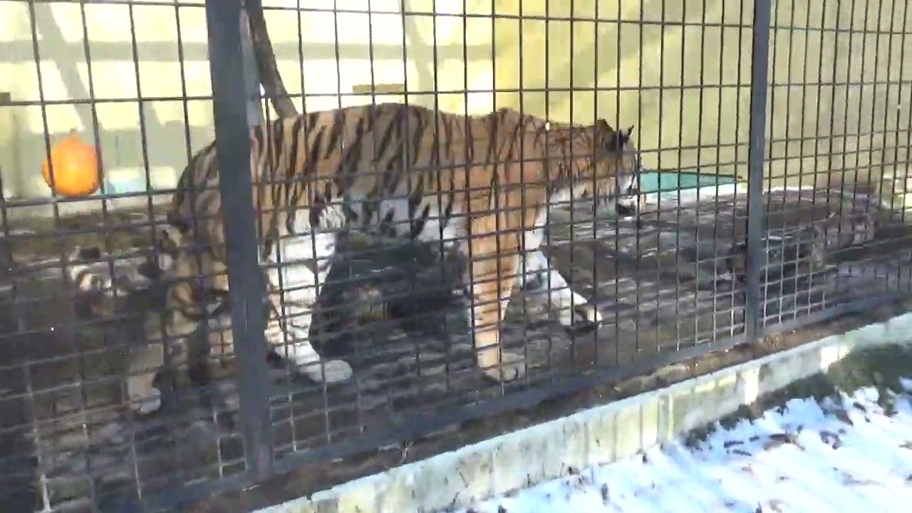 2024.12.26 釧路市動物園☆アムールトラのアサマ②