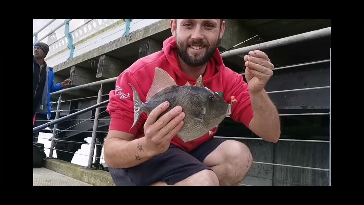 Mumbles pier fishing for trigger fish smoothounds and tub Gurnard