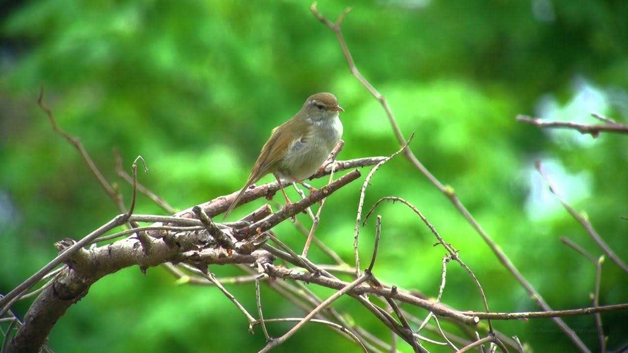 ウグイス（3）さえずり（飛島） - Japanese Bush Warbler - Wild Bird - 野鳥 動画図鑑
