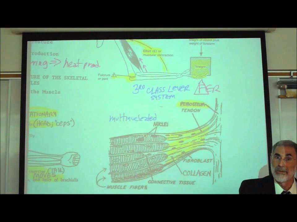 ANATOMY; MYOLOGY; PART 1; CHARACTERISTICS OF MUSCLES by Professor Fink