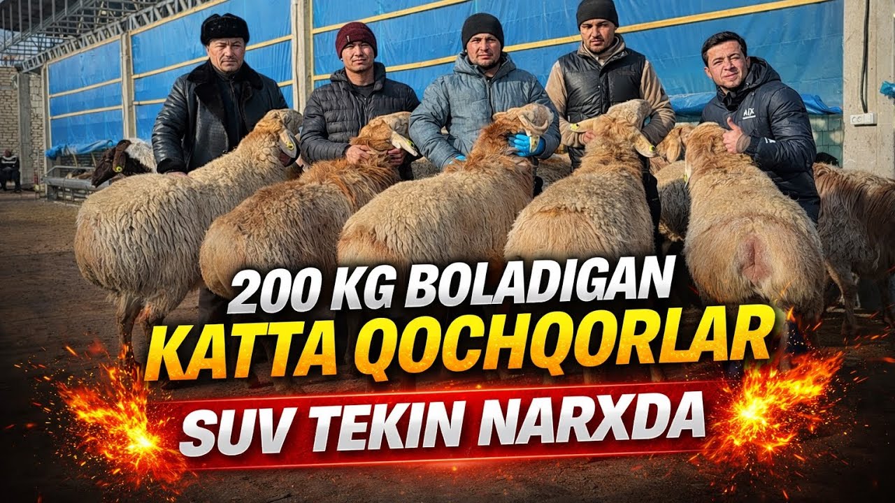 200-kg BOLADIGAN GIGANT QOCHQORLAR KELDI 2026😱