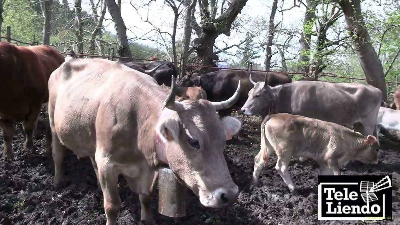 FERIA GANADERA de San Benito en Barcenaciones, Cantabria