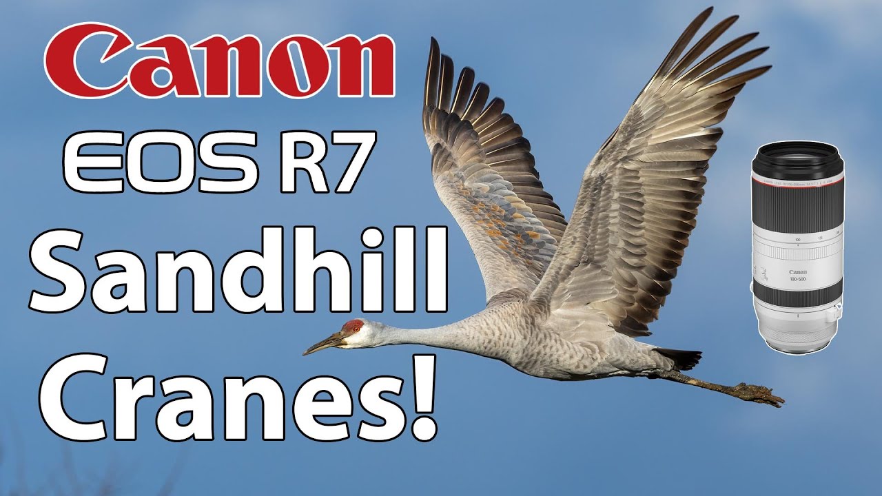 Canon R7 Sandhill Cranes at Hiwassee Wildlife Refuge