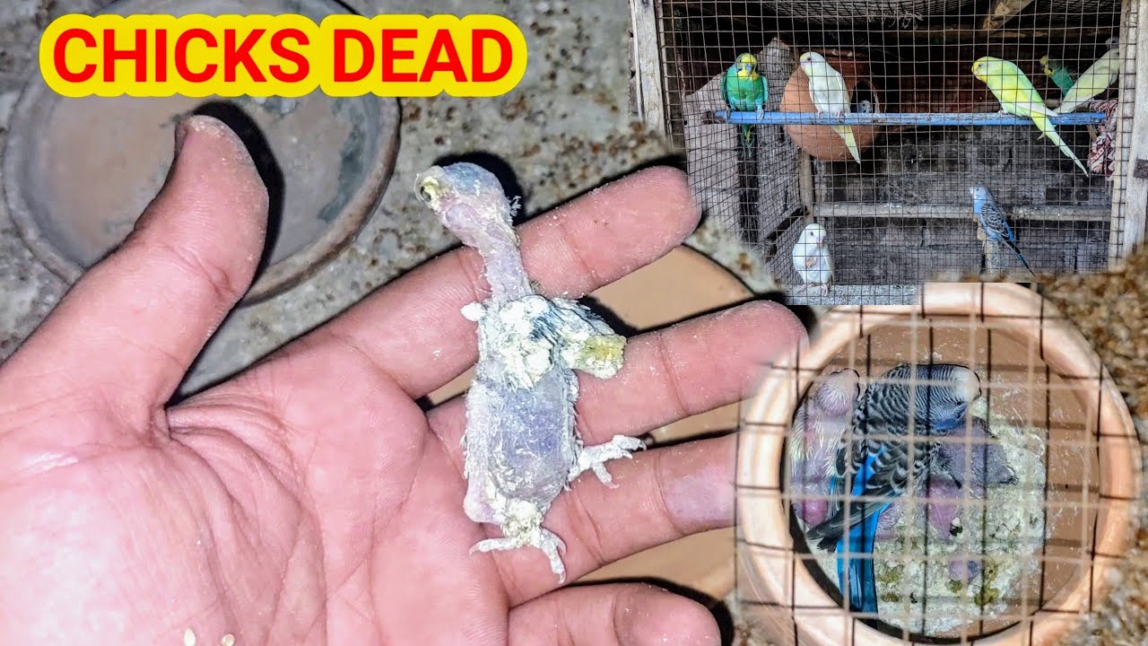 Budgie's Chicks Expire Ho Gya😭 || Budgies Chicks Die || AKs Birds House