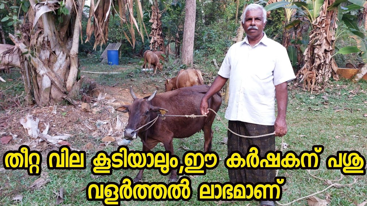 നാടൻ പശു വളർത്തൽ|തീറ്റ വില കൂടിയാലും,ഈ കർഷകന് പശു വളർത്തൽ ലാഭമാണ്|Dairy Farming|Native cow farm