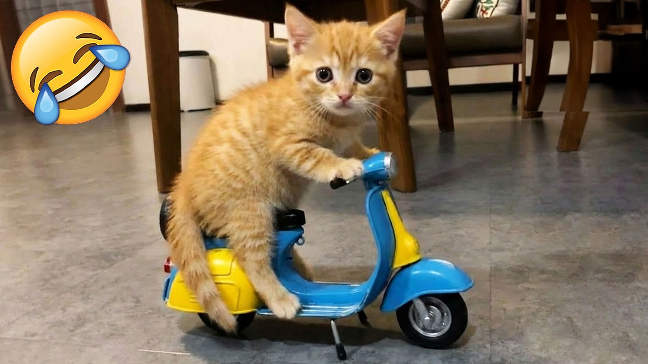 Смех – это проигрыш 😂 Смешные видео с животными 😅 Часть 16