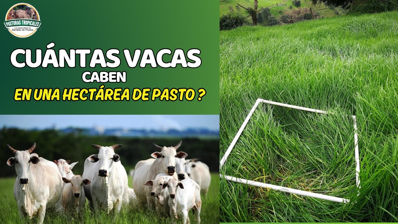 Cuántas vacas caben en una hectárea de pasto #ganaderiacolombiana #ganaderoscolombia