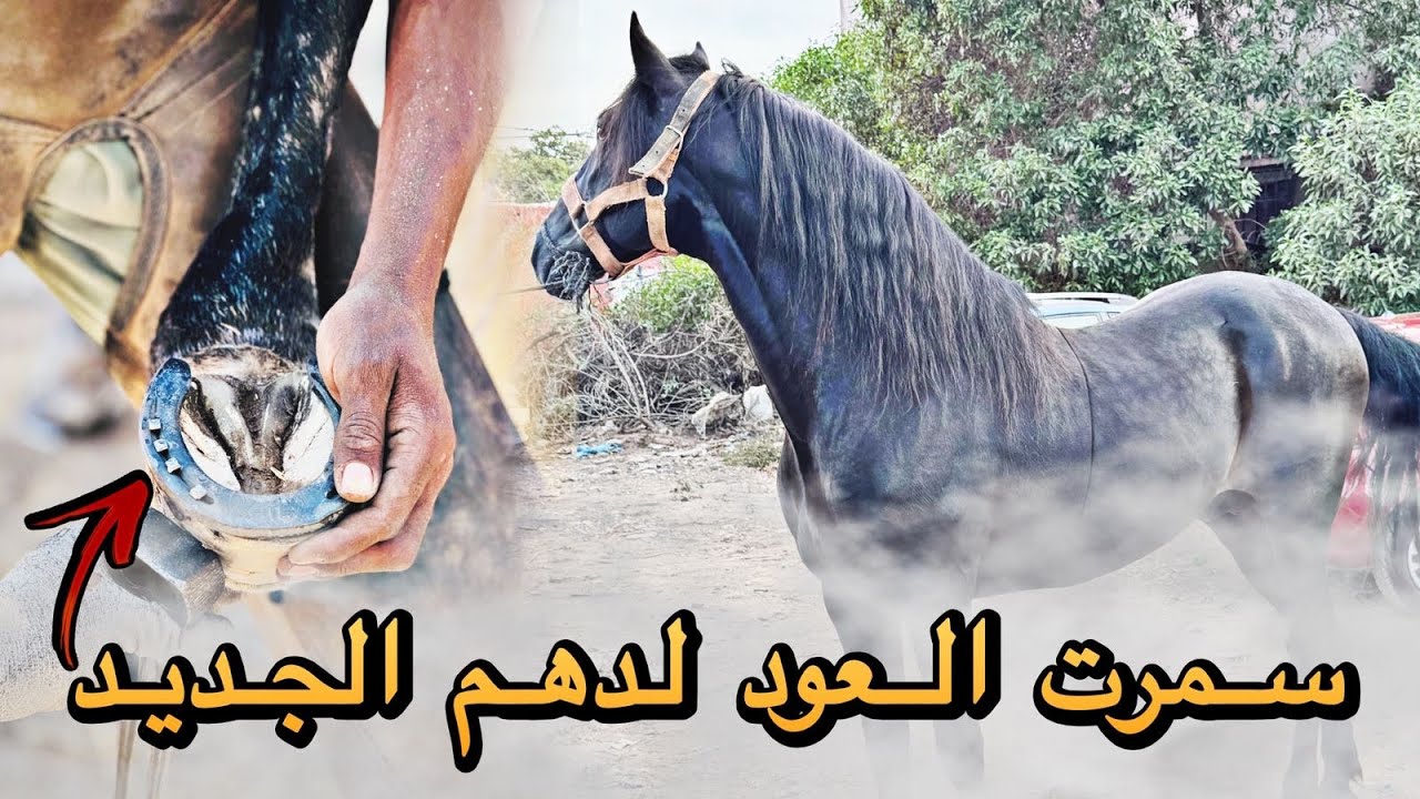 الجديد العود لدهم خير وشفٰاء سمرتهم أجواء رائعة 