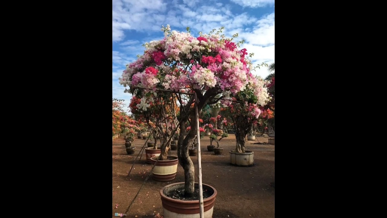 رعاية الجهنمية وتسميدها