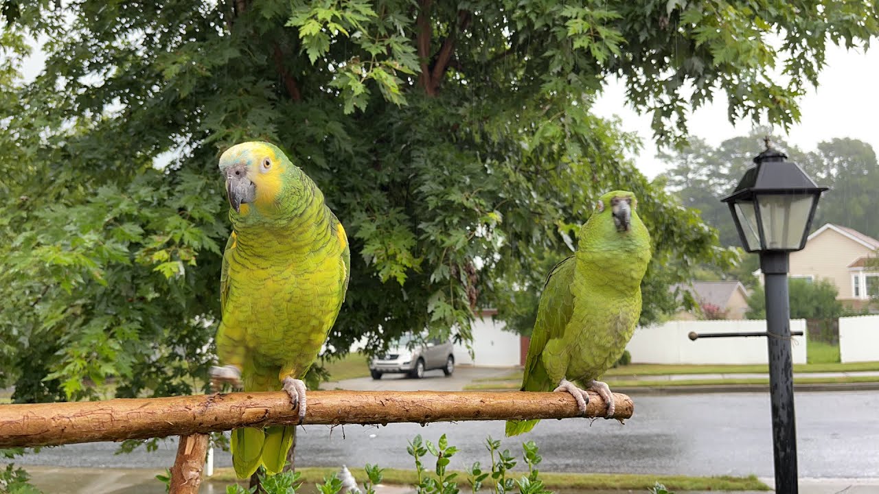 Hola amantes de los loros/loros llorando porque no se quiere bañar/loro enojado porque lo bañaron