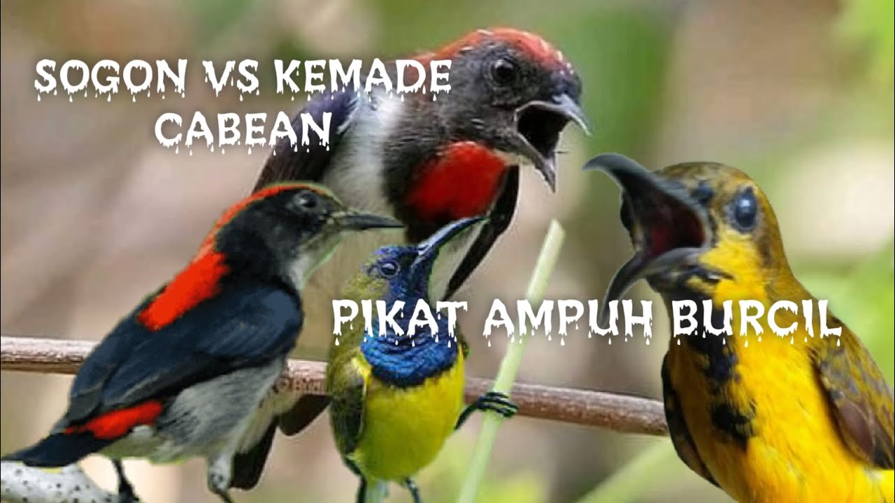 Suara Burung Pikat Sogon Vs Kemade Ribut,Pikat Burung Kecil Mp3 Paling di Rekomendasi.