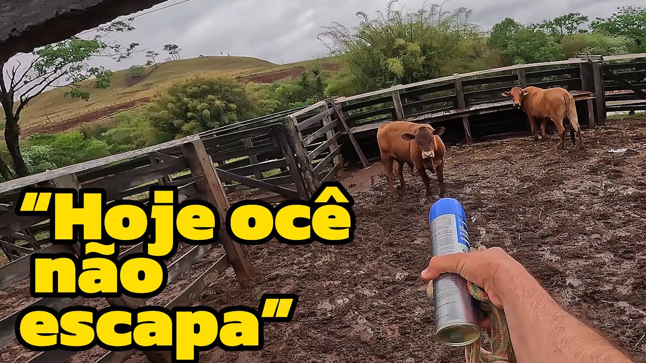 Choveu na ro&ccedil;a e precisei curar o nosso touro senepol (ro&ccedil;avlog)