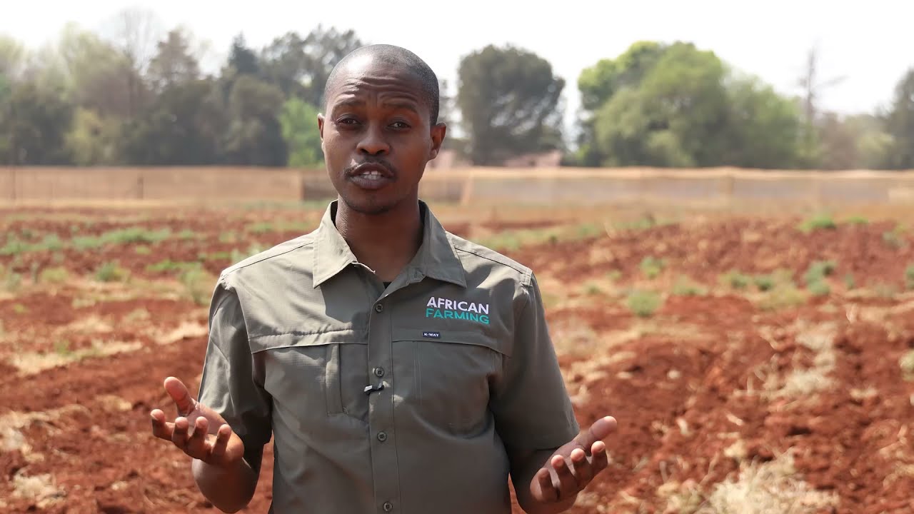 Zabion de Wee chats seedbed preparation