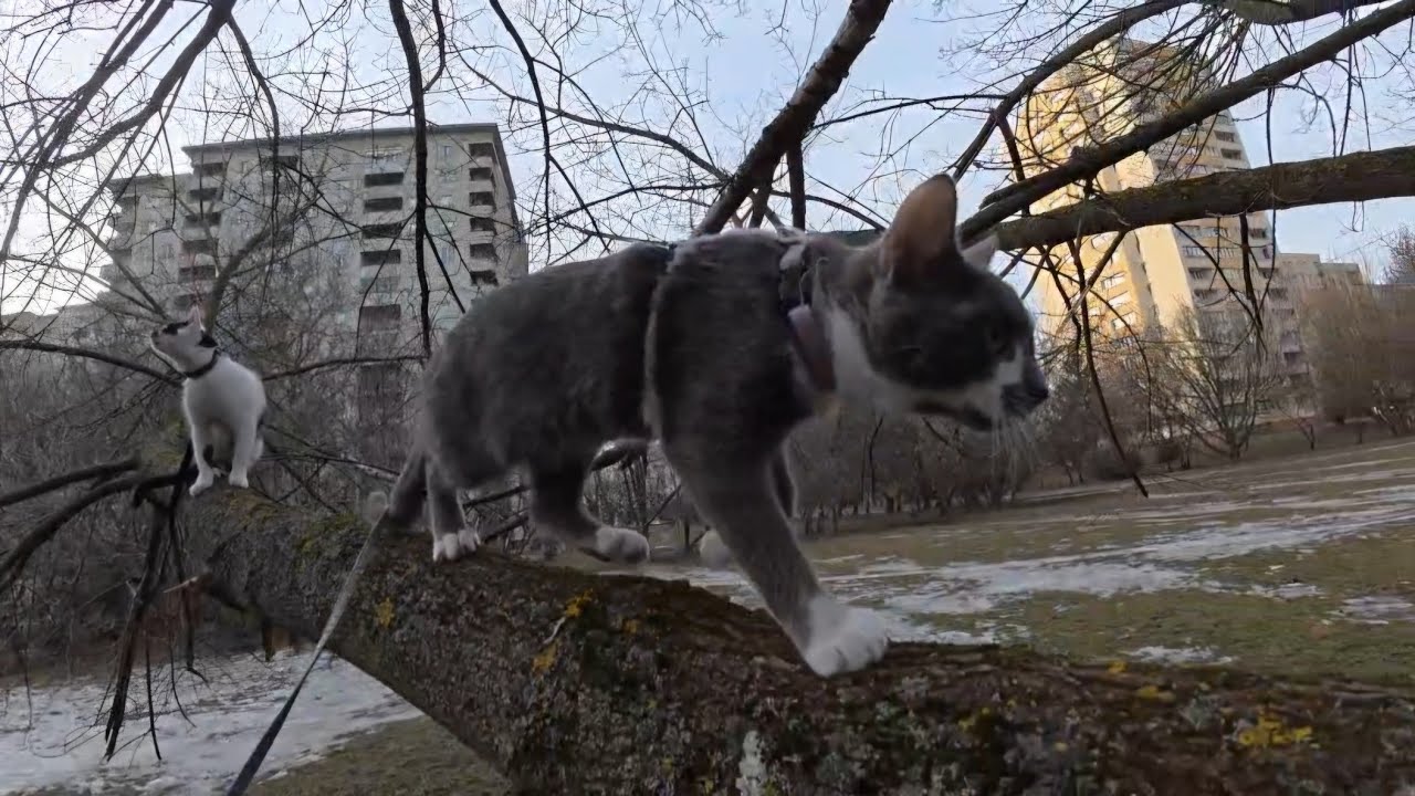 Tosca & Sisi spacerują przy skarpie w Ksawerowie 🐈‍⬛🐈