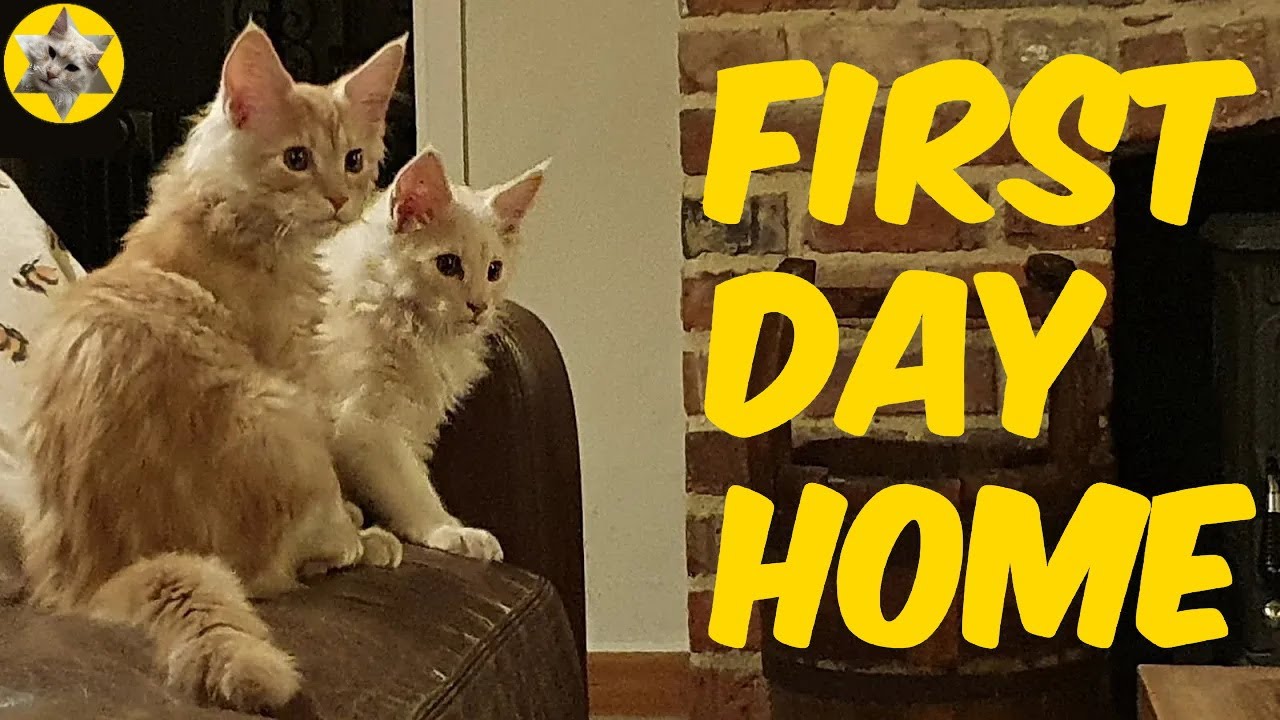 Maine Coon Kittens: First day home