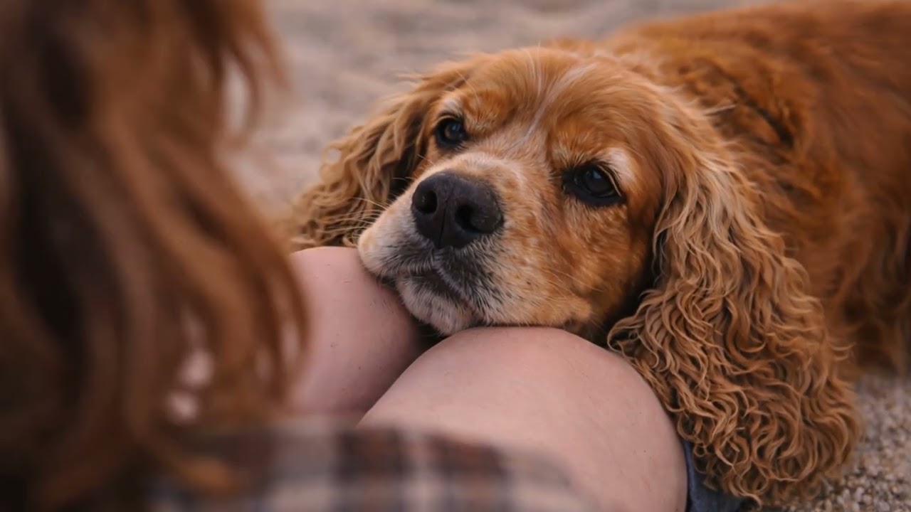 My Best Friend – A Song for Every Dog Lover