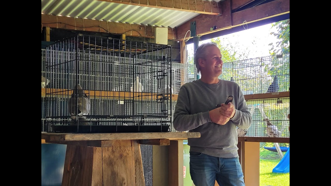Op bezoek bij Koen van der Steen - fokker van Granadino Kroppers (Buchon Granadino Pouter)