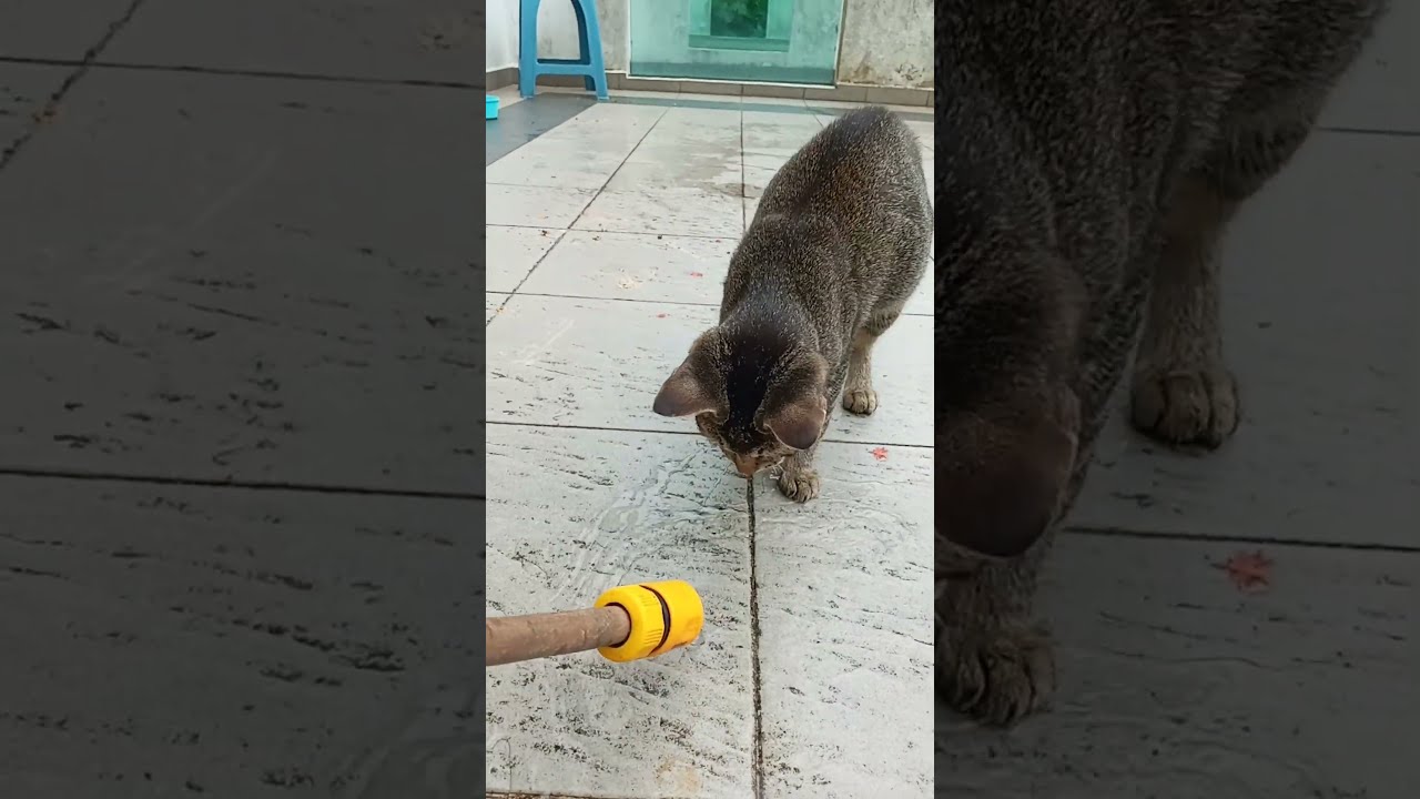 Time Machine Cats !!!! Longest Daily Cats Story , SHORTS