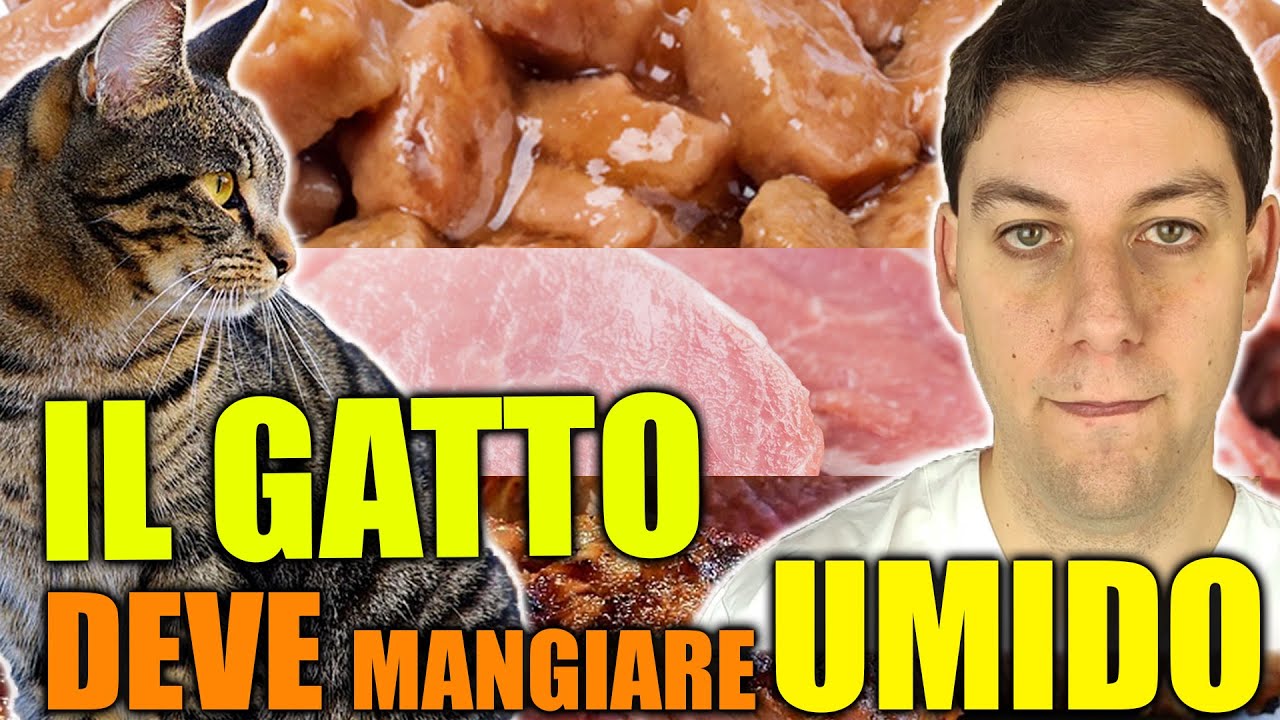 Perché il cibo UMIDO è meglio del SECCO per il gatto?