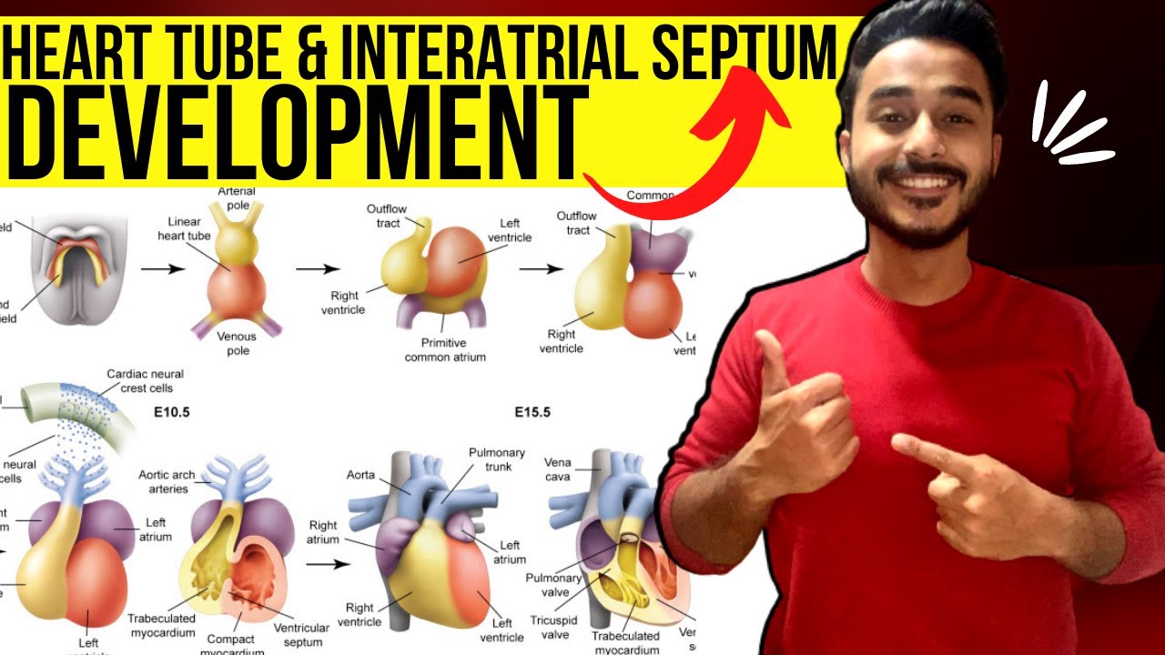 heart tube development embryology | interatrial septum development embryology | development of heart