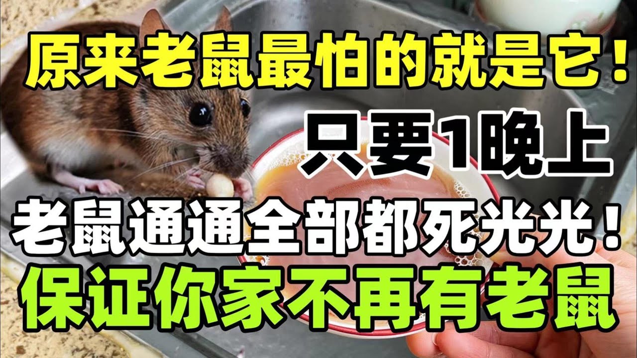 原來老鼠最怕的就是它！只要1晚上，老鼠通通全部都死光光！保證你家不再有老鼠