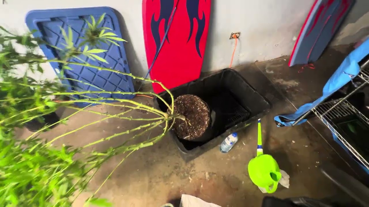 Behind the Grow: Root Wash & Real Talk