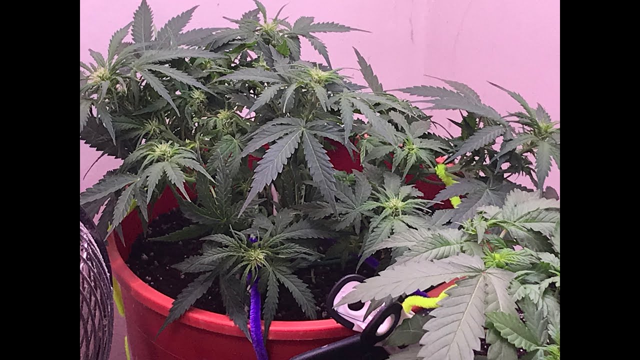 Day 35 to 42  Auto Flower White Widow Crop King Seeds