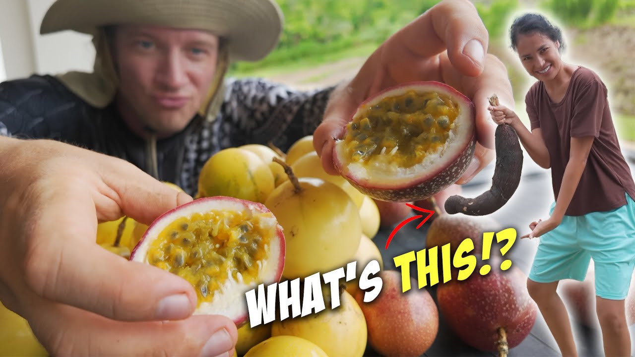 Found & Harvested Filipino Potatoes (MASSIVE Cassava) & New Fruits - Philippines Home Farming