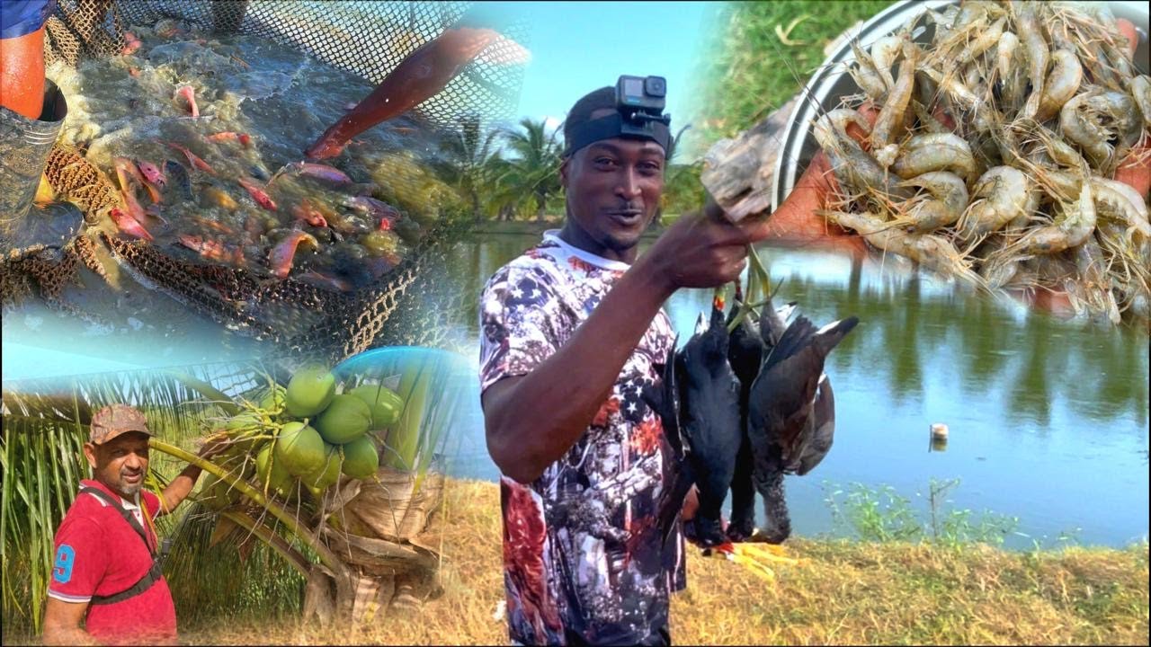 Hunting pond coot and harvesting fish form the farm